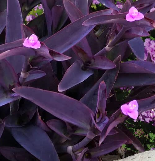 Purple Heart Plant Sapling (2 pc) Purple Heart Plant Sapling (2 pc)