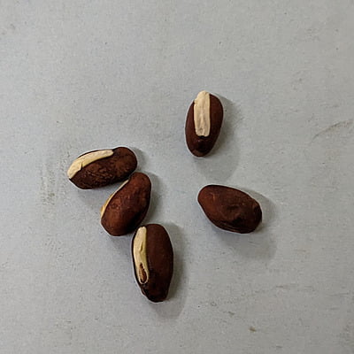 6 to 8 seeds Teega Chikkudu | Broad beans | తీగ చిక్కుడు 6 to 8 seeds Teega Chikkudu | Broad beans | తీగ చిక్కుడు