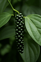 Black Pepper Whole काली मिर्च Premium Quality