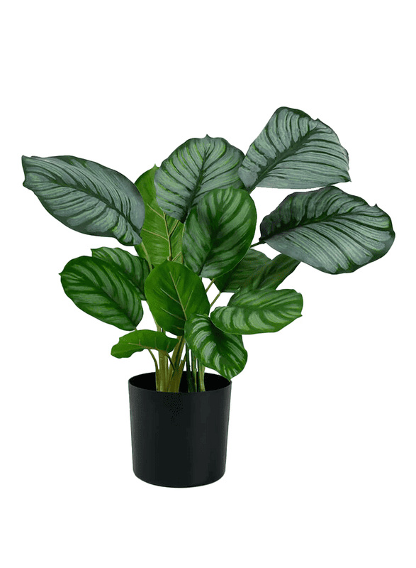 Calethea (marantha) green 8''