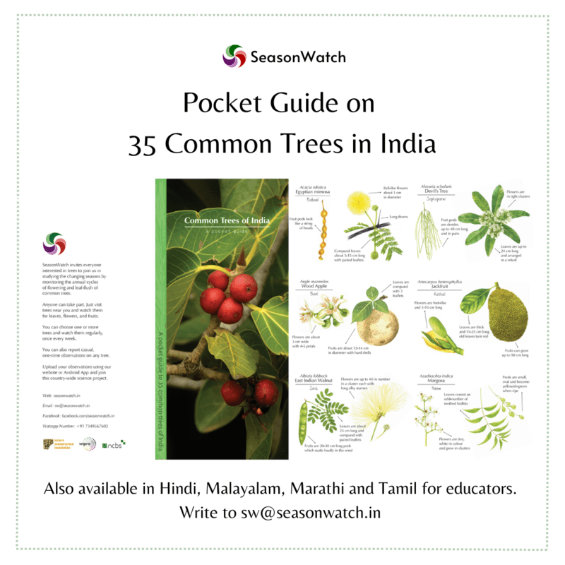 SeasonWatch - Common trees pocket guide SeasonWatch - Common trees pocket guide