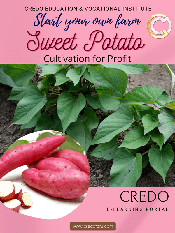SWEET POTATO CULTIVATION SWEET POTATO CULTIVATION