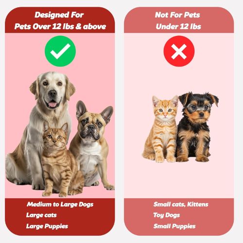 Soft Bristle Toothbrush for Pets โ Gentle Oral Care for Dogs & Cats Soft Bristle Toothbrush for Pets โ Gentle Oral Care for Dogs & Cats