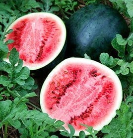 Watermelon Watermelon