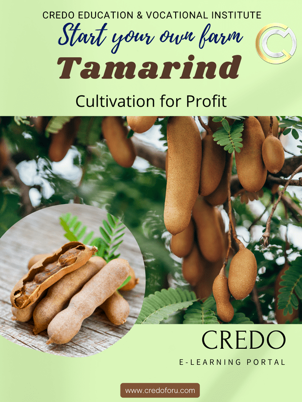 TAMARIND CULTIVATION TAMARIND CULTIVATION