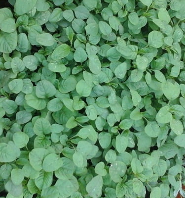 Amaranthus Tristis
