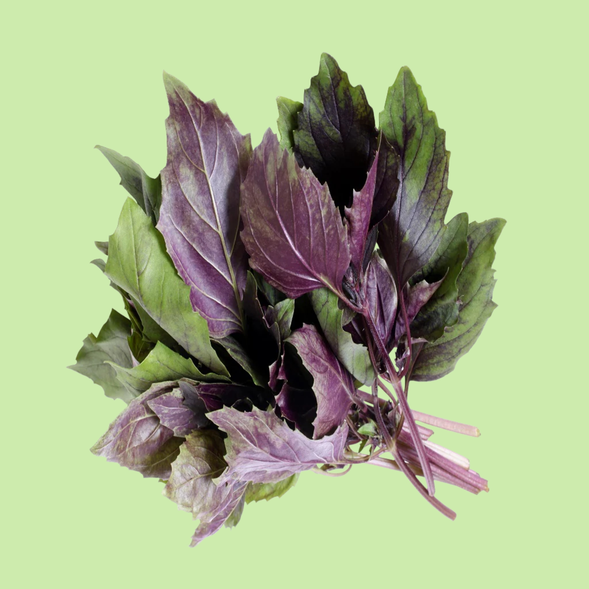 Basil Purple - 50g
