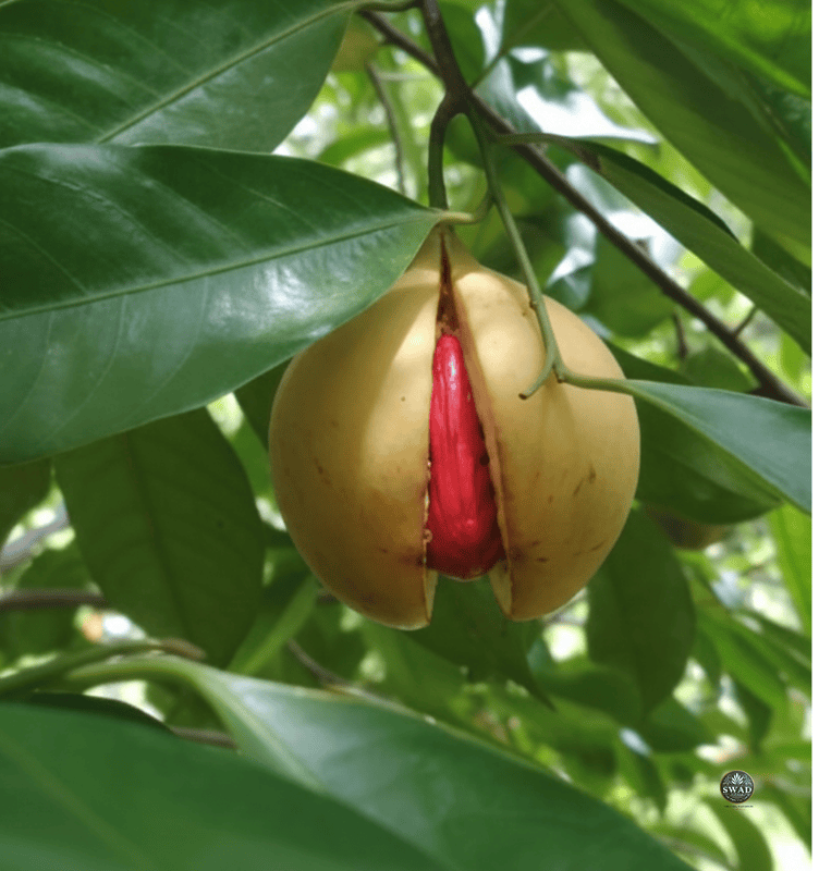 Nutmeg जायफल