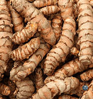 Kerala Turmeric हल्दी