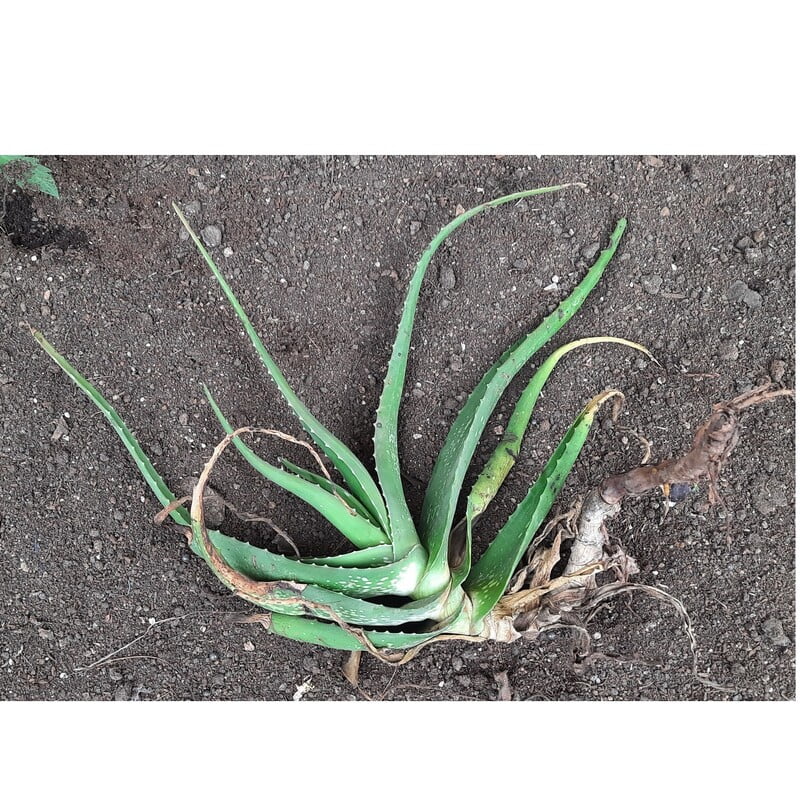 Organic Aloe Vera Live Plant, 100% Natural Aloe Vera plant without pot Organic Aloe Vera Live Plant, 100% Natural Aloe Vera plant without pot