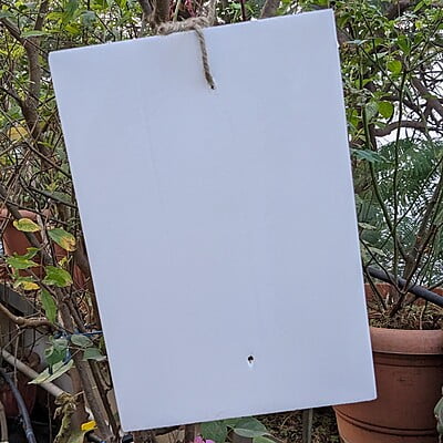10 Nos pack of White Sticky Trap for Insects A4 size (210*297)