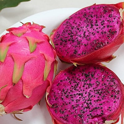 Siam Red Dragon Fruit Plant 3 Months old Siam Red Dragon Fruit Plant 3 Months old