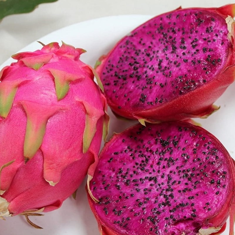 Siam Red Dragon Fruit Plant 3 Months old Siam Red Dragon Fruit Plant 3 Months old