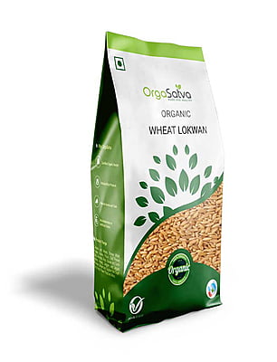 Wheat - Lokwan Wheat - Lokwan