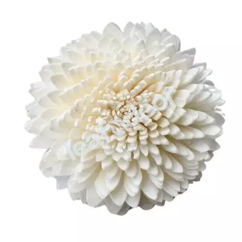 Sola Zinnia