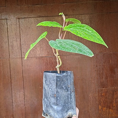 Finest Betel Leaf | Paan Plant Sapling Finest Betel Leaf | Paan Plant Sapling