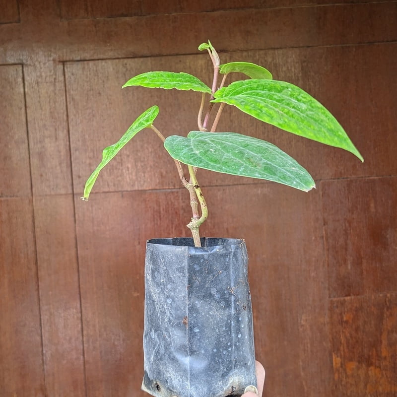 Finest Betel Leaf | Paan Plant Sapling Finest Betel Leaf | Paan Plant Sapling