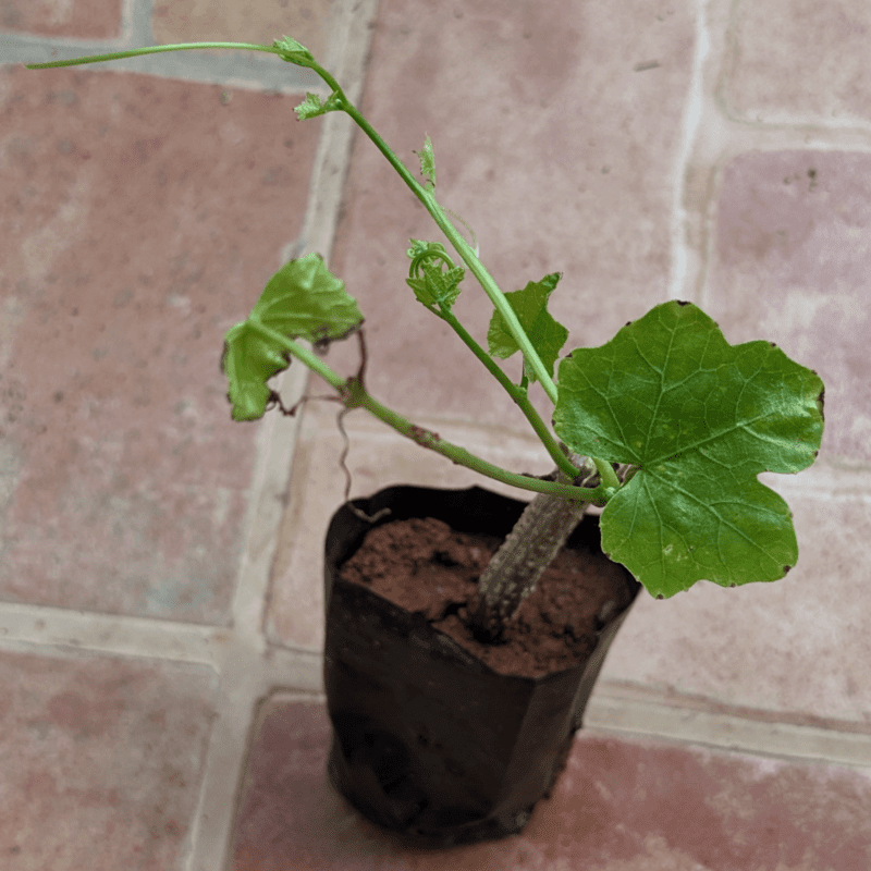 దొండ మొక్కలు Donda Plant Ivy Gourd దొండ మొక్కలు Donda Plant Ivy Gourd