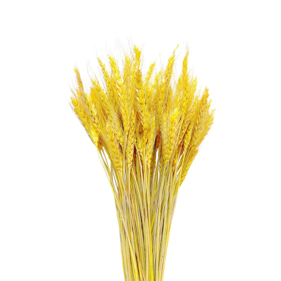 Wheat Stalks