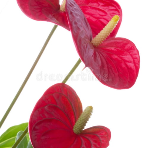 Anthurium