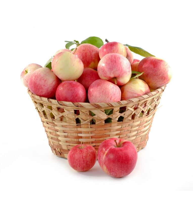 Indian Apple Indian Apple
