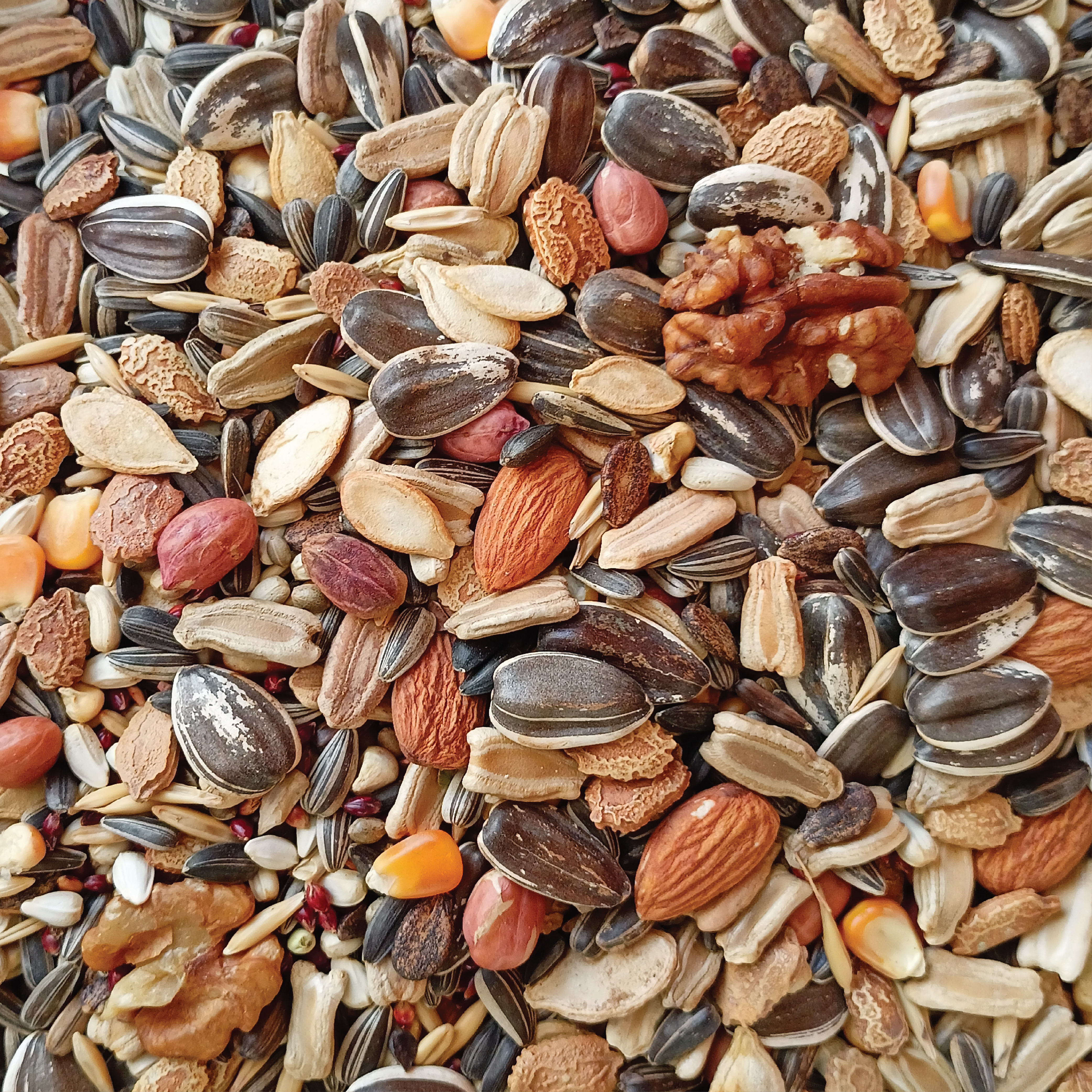 Premium Bird Food For Grey Parrot & Amazon Parrot Bird Food