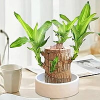 Citymali Brazilian Lucky wood Plants