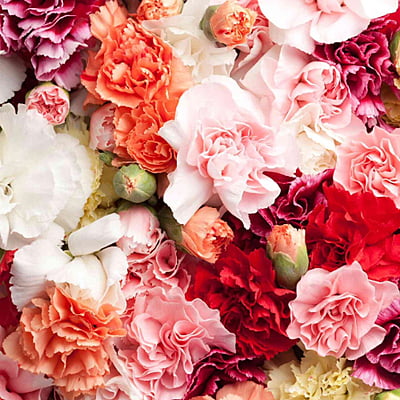 Carnations