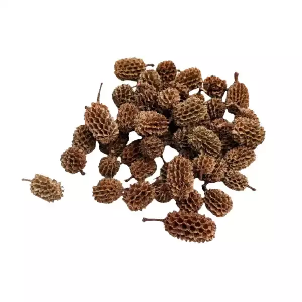 Natural dried Casuarina cones for potpourri blends and decorative aromatic arrangements by LeafnDeor Natural dried Casuarina cones for potpourri blends and decorative aromatic arrangements by LeafnDeor