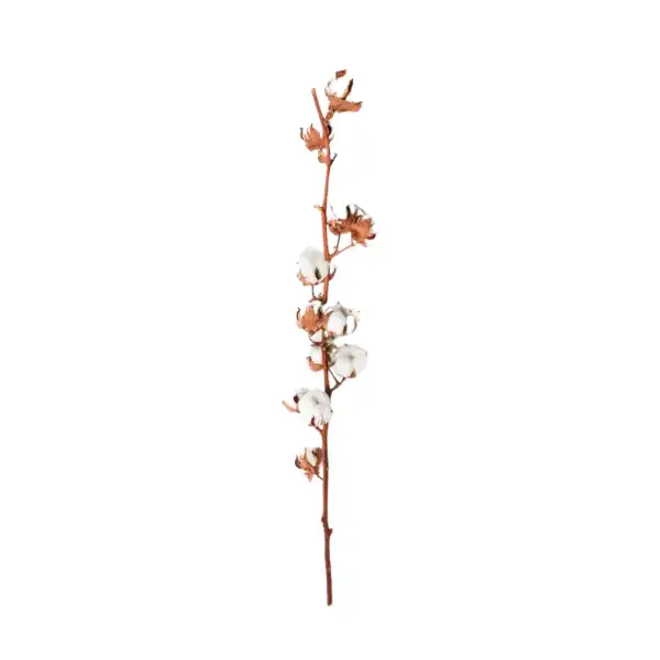 cotton flower stem dried stick for vase and decor cotton flower stem dried stick for vase and decor