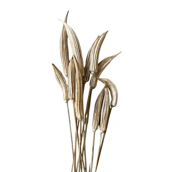 dried ladies finger for natural decor and crafts ocra pods dried ladies finger for natural decor and crafts ocra pods