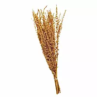 A bunch of bleach dried Palak Grass, a preserved floral filler for dry flower bouquets. A bunch of bleach dried Palak Grass, a preserved floral filler for dry flower bouquets.