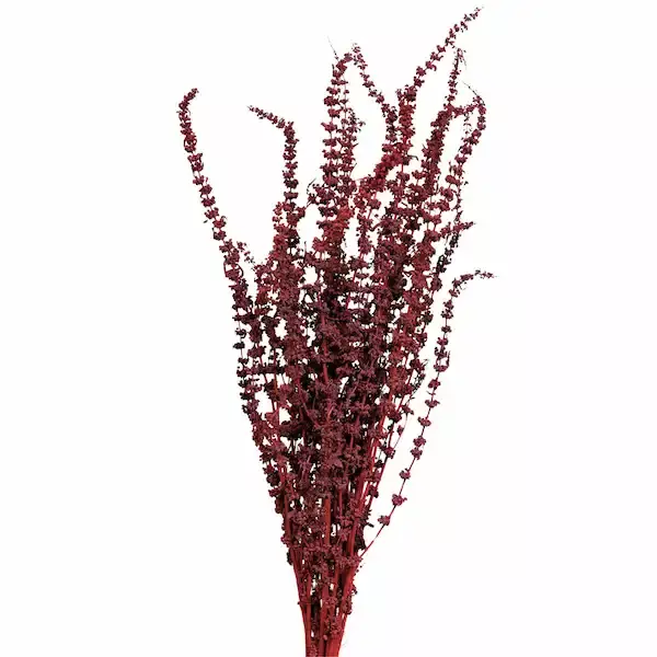 A bunch of natural dried Palak Grass, a preserved floral filler for dry flower bouquets. A bunch of natural dried Palak Grass, a preserved floral filler for dry flower bouquets.