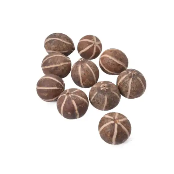 dried zebra pod for potpourri and decorative fragrance dried zebra pod for potpourri and decorative fragrance