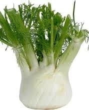 Fennel Fennel