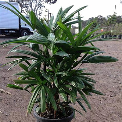 Rhapis Excelsa