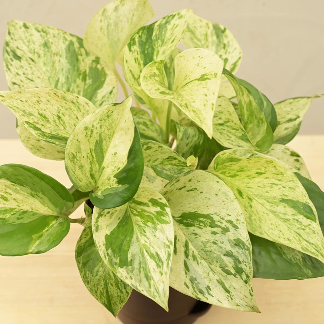 Money Plant Marble