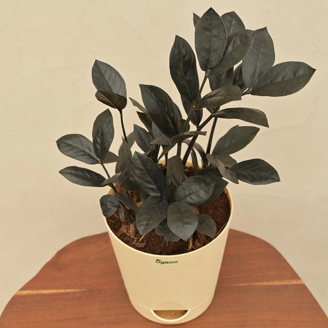 Zamia Black