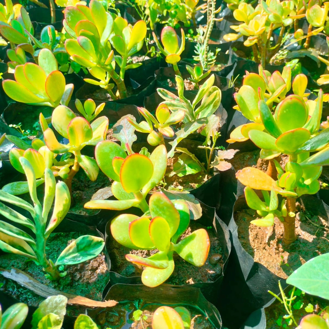 Pedilanthus 'Jurassic Park' Very