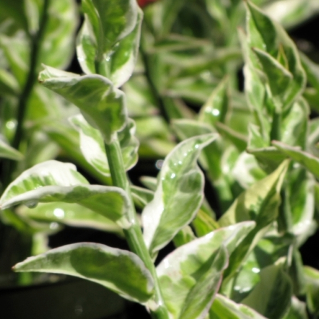 Pedilanthus Tithymaloides Variegated