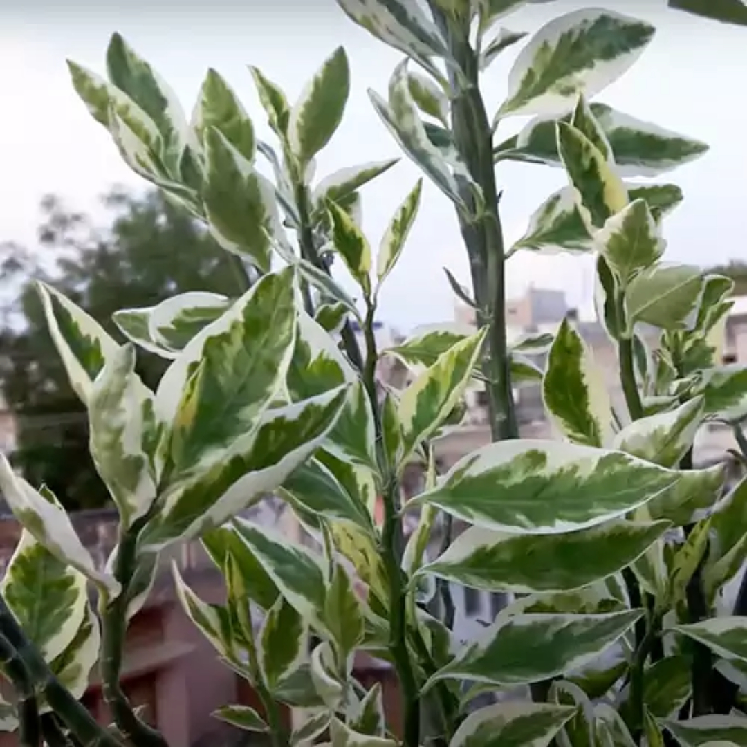 Pedilanthus Big Variegated