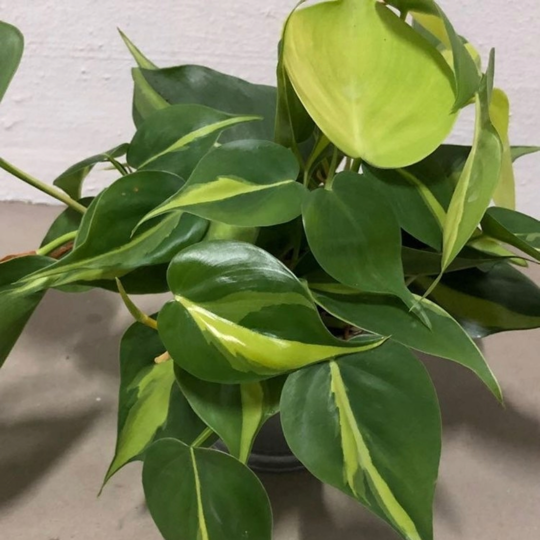 Pedilanthus Small Variegated