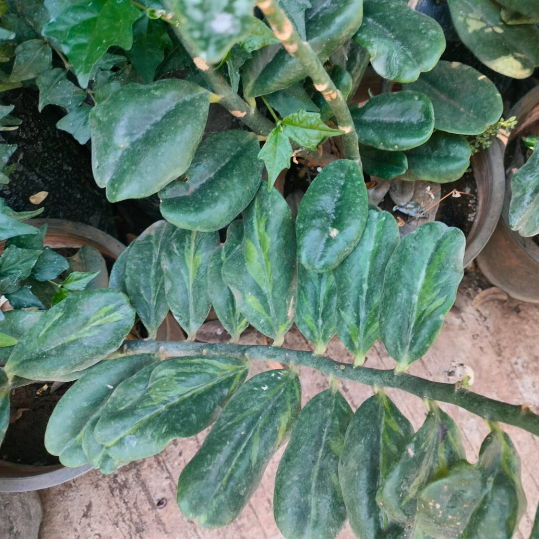 Pedilanthus Green Small Leaf