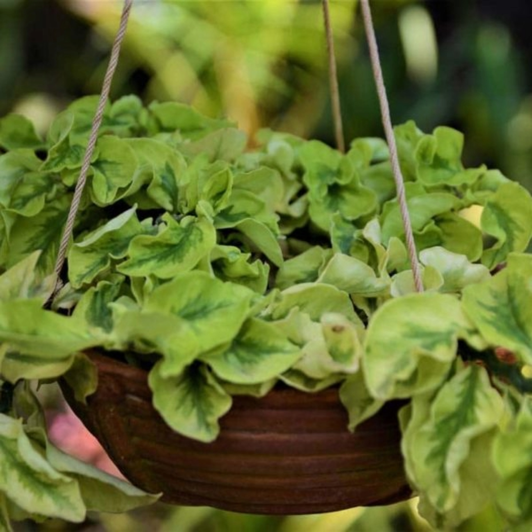 Pedilanthus Curly Green