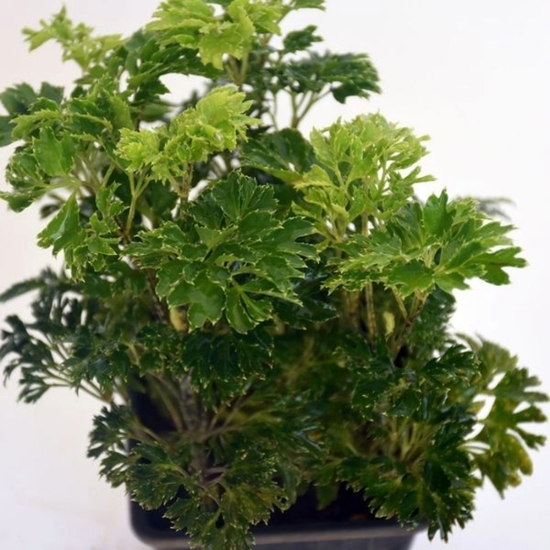 Aralia Green Big