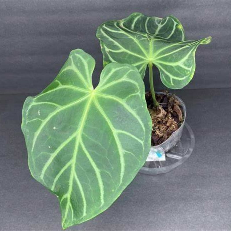 Anthurium Magnificum Anthurium Magnificum