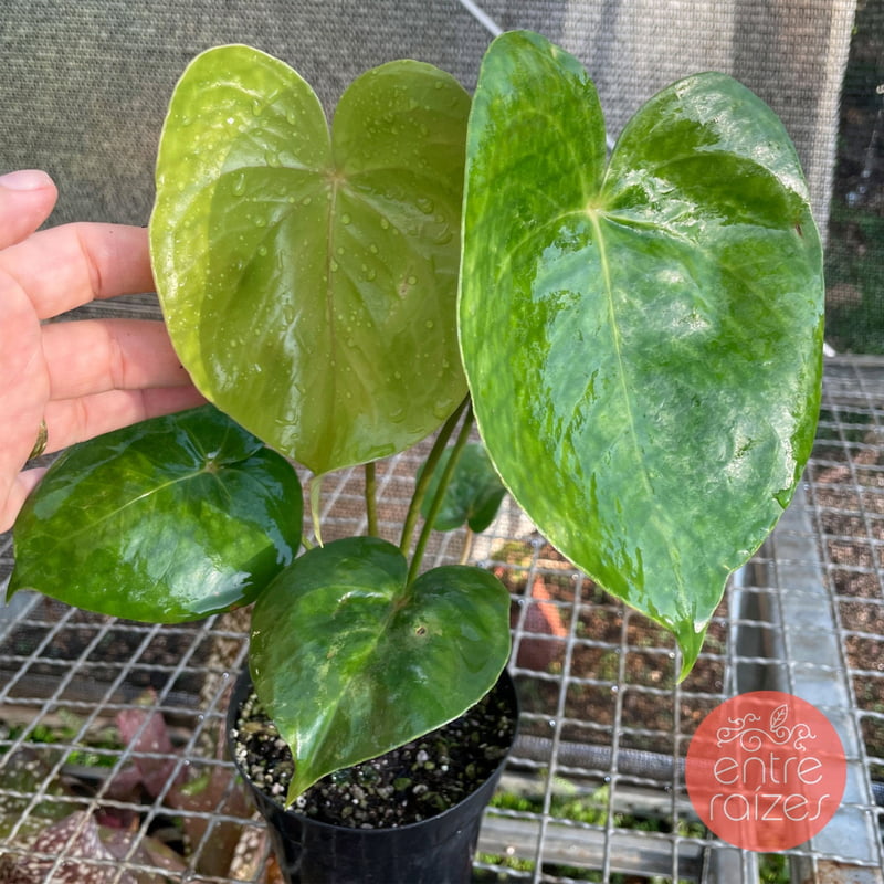 Anthurium Nymphefolium