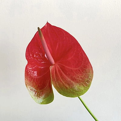 Anthurium Watermelonsie
