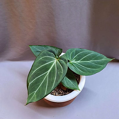 Anthurium King of Spades