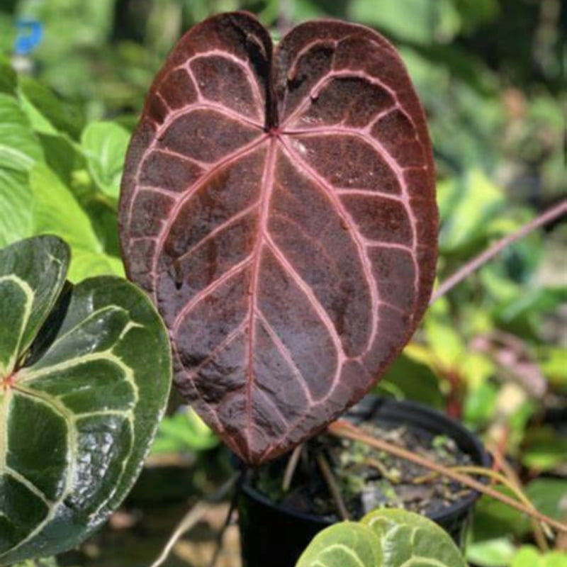Anthurium Red Crystallinum